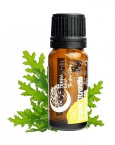 Aceite esencial orgnico de Citronela